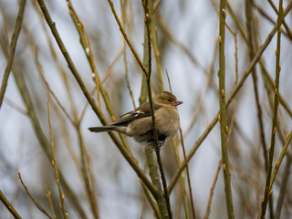 Female Chaffinch Perced in a Tree