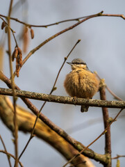 Nuthatch Perched on a Branch