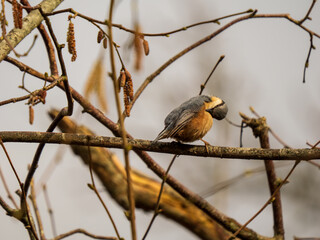 Nuthatch Perched on a Branch