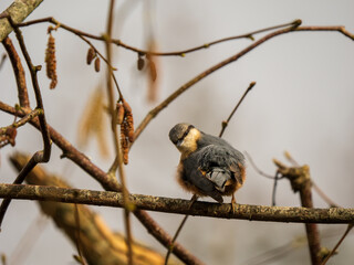 Nuthatch Perched on a Branch