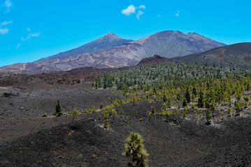 Landscape of vegetation and volcanic terrain in Teide National Park
