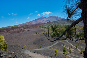 Landscape of vegetation and volcanic terrain in Teide National Park
