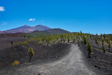 Landscape of vegetation and volcanic terrain in Teide National Park
