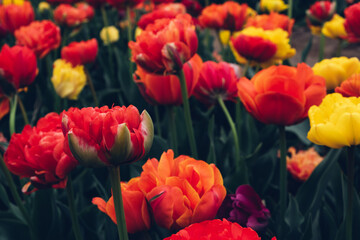 Beautiful meadow with colorful tulip flowers in full bloom. Spring floral texture for background. © Iryna