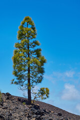 Landscape of vegetation and volcanic terrain in Teide National Park