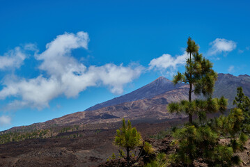 Landscape of vegetation and volcanic terrain in Teide National Park