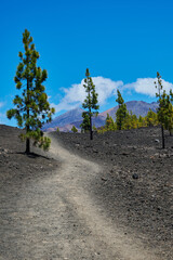 Landscape of vegetation and volcanic terrain in Teide National Park