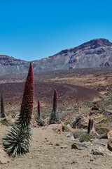 Landscape of vegetation and volcanic terrain in Teide National Park