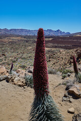 Landscape of vegetation and volcanic terrain in Teide National Park