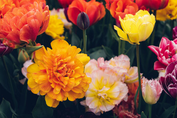 Fototapeta premium Beautiful colorful terry tulips in full bloom in the garden. Floral texture for background.