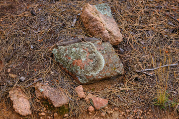 Natural forest texture of rock with moss and pine needles.