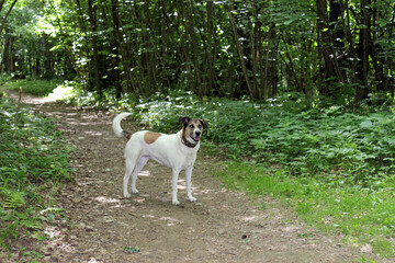 Dog enjoys a sunny walk along a forest path surrounded by greenery in a tranquil natural setting