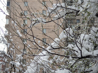 Snow-covered streets of the city on the Black Sea coast. Snowdrifts on the streets of Batumi.  Unexpected frost in the south.