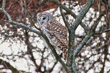 Female Northern Barred owl,species Strix Varia,perched on a branch during February, Winter at the Fletcher Wildlife Garden inside the Dominion Arboretum in Ottawa,Ontario,Canada
