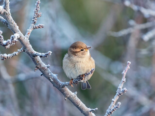 bird plump sparrow sitting on branches covered with hoarfrost in winter garden