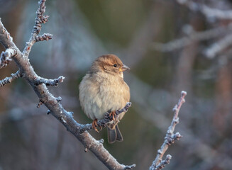 beautiful bird plump sparrow sitting on branches covered with hoarfrost in winter garden