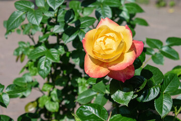 Yellow red rose in the garden.