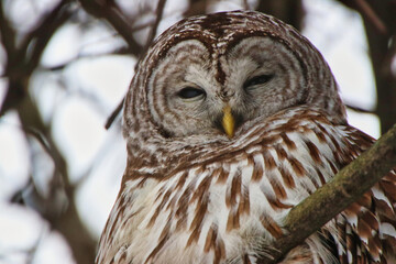 Winter plumage of a mature female Northern Barred owl,species Strix Varia,on a branch in February, Winter at the Fletcher Wildlife Garden inside the Dominion Arboretum in Ottawa,Ontario,Canada
