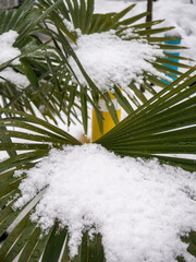 Snow-covered palm trees of the Black Sea coast. Palm leaves in the snow.