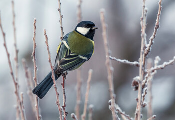 beautiful tit bird sitting on frost covered branches in winter garden