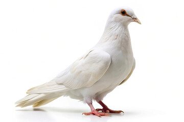 Naklejka premium Elegant white pigeon standing against a pure white background, showcasing smooth feathers and gentle posture. AI 
