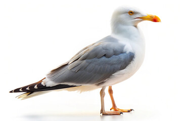Elegant seagull with white and grey feathers, bright yellow beak, and sharp eyes, standing against a white background. AI 