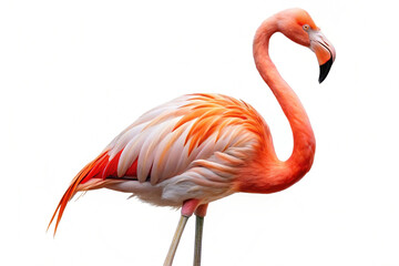 Fototapeta premium Close-up of a Caribbean flamingo with vibrant orange-pink plumage, standing on one leg against a white background. AI Generat