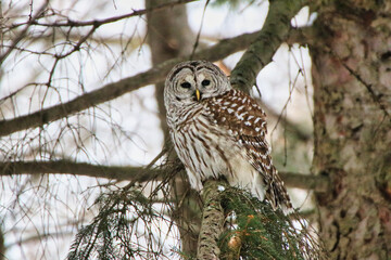 Male Northern Barred Owl,species Strix Varia scanning the scene for prey in the late evening hours during February, deep Winter at the Dominion Arboretum in Ottawa,Ontario,Canada