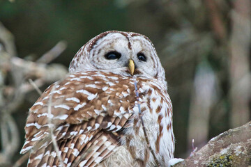 Male Northern Barred Owl,species Strix Varia on a branch during twilight hours during February, deep Winter at the Dominion Arboretum in Ottawa,Ontario,Canada
