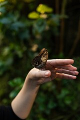 Naturalness and harmony with nature - a butterfly sits on a person's hand, the unity of man and nature. Thin wings shimmer in the light, and the environment is filled with warmth and tranquility.