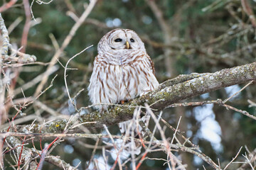 Natural forest setting of a Male Northern Barred Owl,species Strix Varia looking out for prey in the late evening hours during February, deep Winter at the Dominion Arboretum in Ottawa,Ontario,Canada