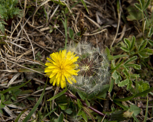 Yellow common dandelion flower and dandelion clock closeup in green grass