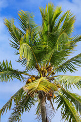 Fototapeta premium View of the palm tree top with coconuts