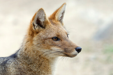 Andean Fox (Lycalopex culpaeus) portrait