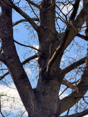 old tree in the park with blue sky