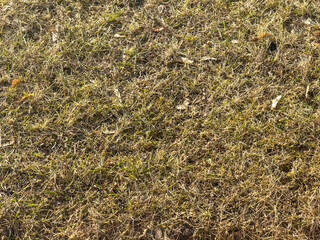 green grass background