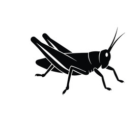 grasshopper silhouette isolated on white background