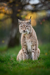 Obraz premium Eurasian lynx ( Lynx lynx ) close up