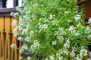 Summer garden corner with bright white flowers near wooden terrace fence.