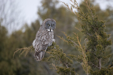 great gray owl strix nebulosa perched looking for prey