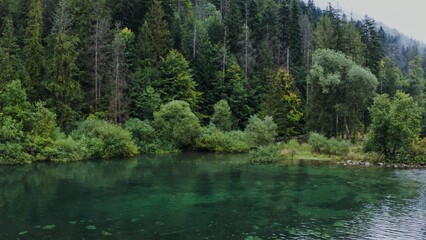 Video footage from a drone, a view of the river flowing among the spruce forest, with bushes descending to the water. Fairytale nature on a summer day