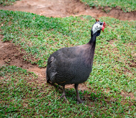 The helmeted guineafowl is the best known of the guineafowl bird family.
