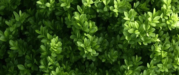 Obraz premium Close-up view of lush green foliage creating a seamless, wall-like background from an aerial perspective