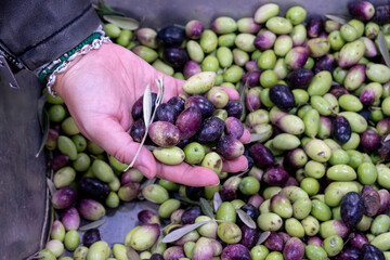 A man's hand picking up a handful of freshly harvested olives.