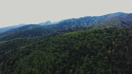Obraz premium Vertical panning from a drone, a view of a mountain valley overgrown with a dense spruce forest. Mountain peaks, mountainous area from a bird's eye view
