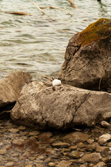 Spiez in switzerland, suisse, swiss