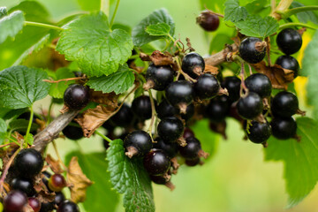 black currant berries,black currant close-up