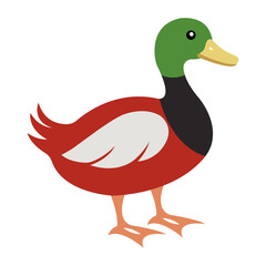 High-quality duck silhouette and color vector illustration. Perfect for logos, prints, and digital designs. waterfowl bird stock image.