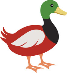 High-quality duck silhouette and color vector illustration. Perfect for logos, prints, and digital designs. waterfowl bird stock image.