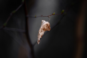Withered Leaf Hanging on a Branch – A Symbol of Transition